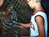 Feeding a tiger