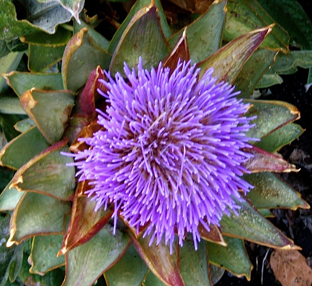 artichoke flower